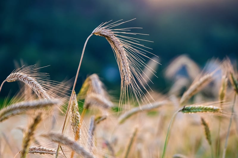 Field Crops