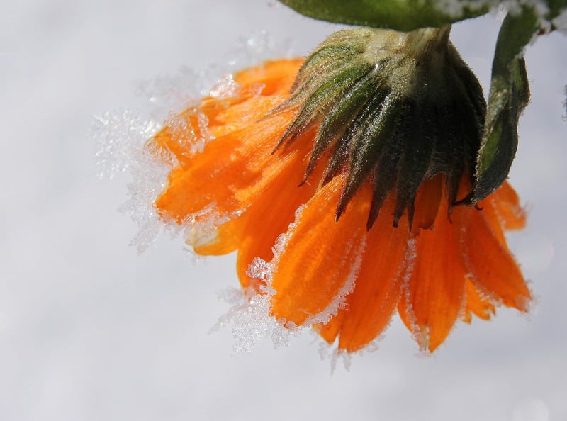 Marigolds and Beans