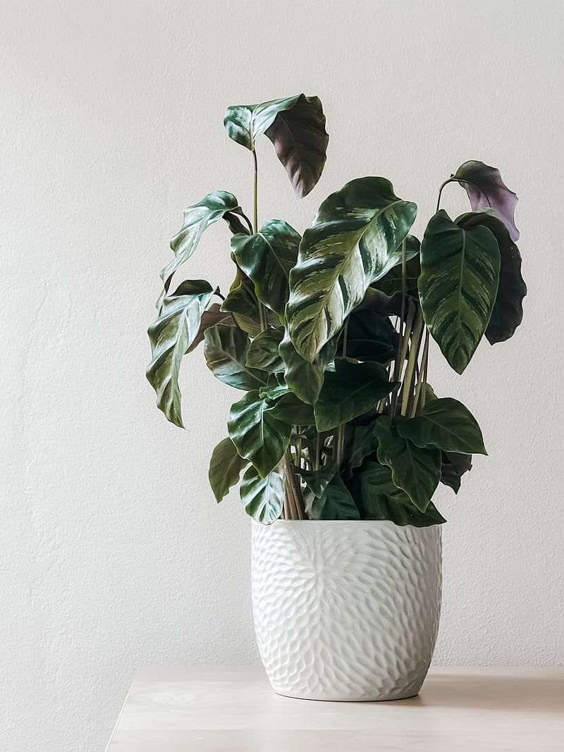 ZZ Plant